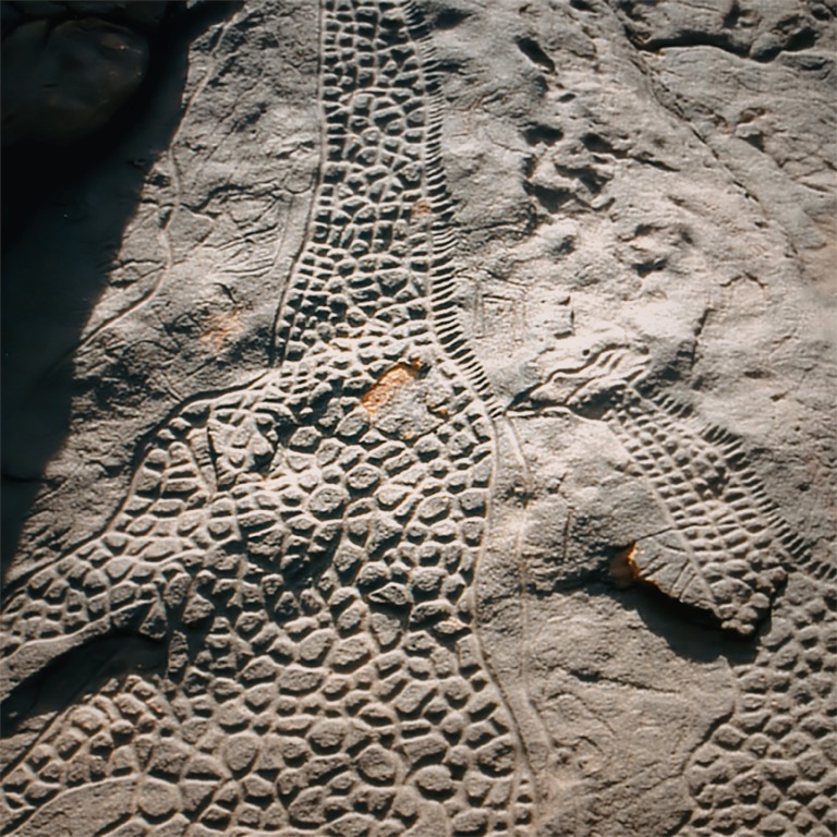 the dabous giraffes petroglyphs