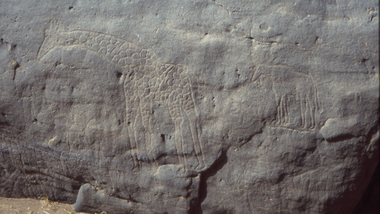 the dabous giraffes petroglyphs