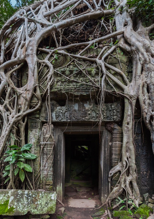 ta prohm temple