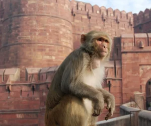 Agra Fort Agra 7