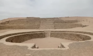 Bandurria Peru 3