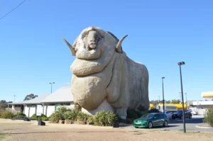Gran Merino 6