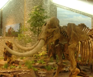 Mastodon State Historic Site 1