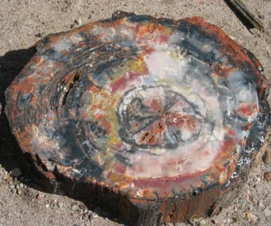 Petrified Forest National Park 1