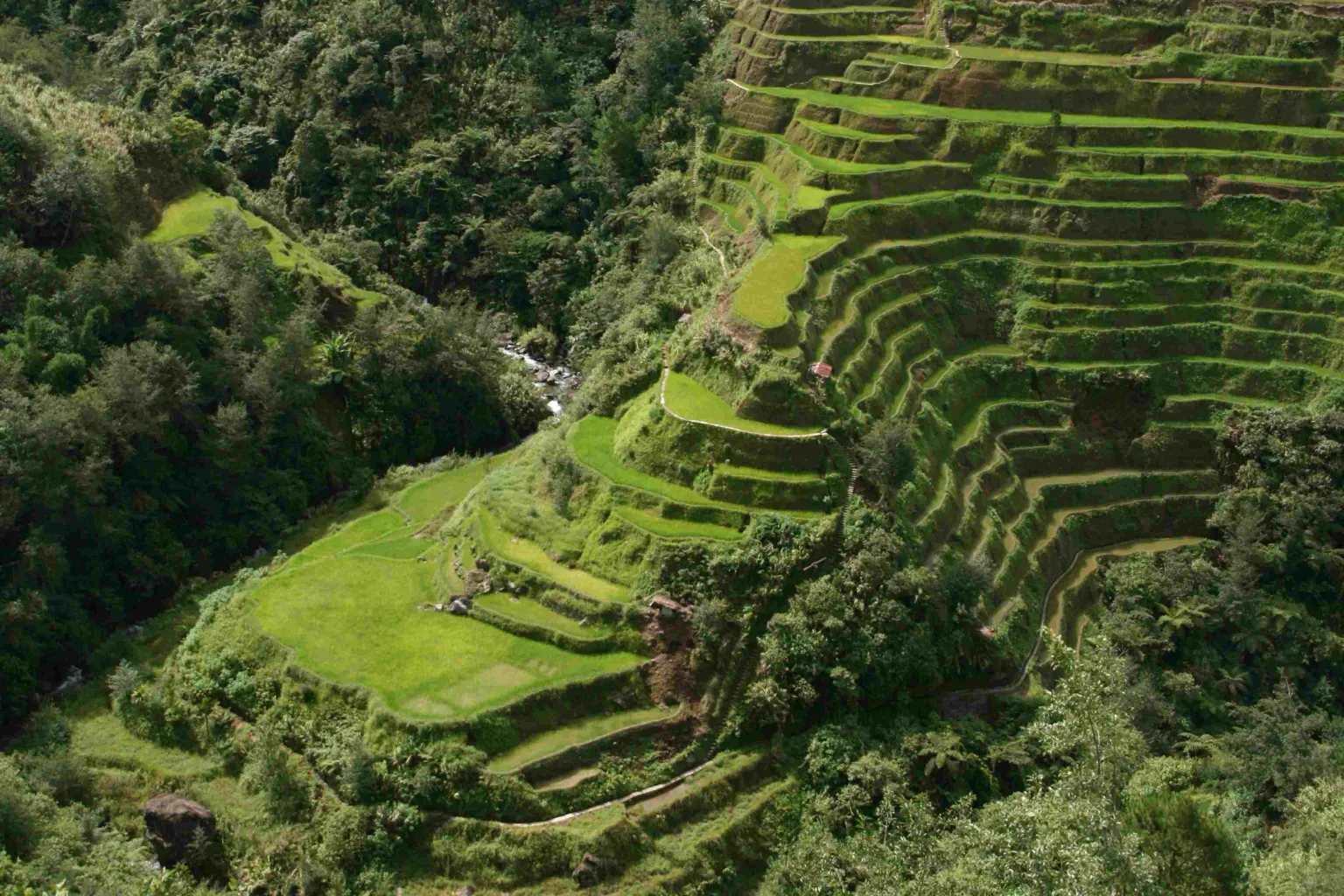 Banaue Rice Terraces 2