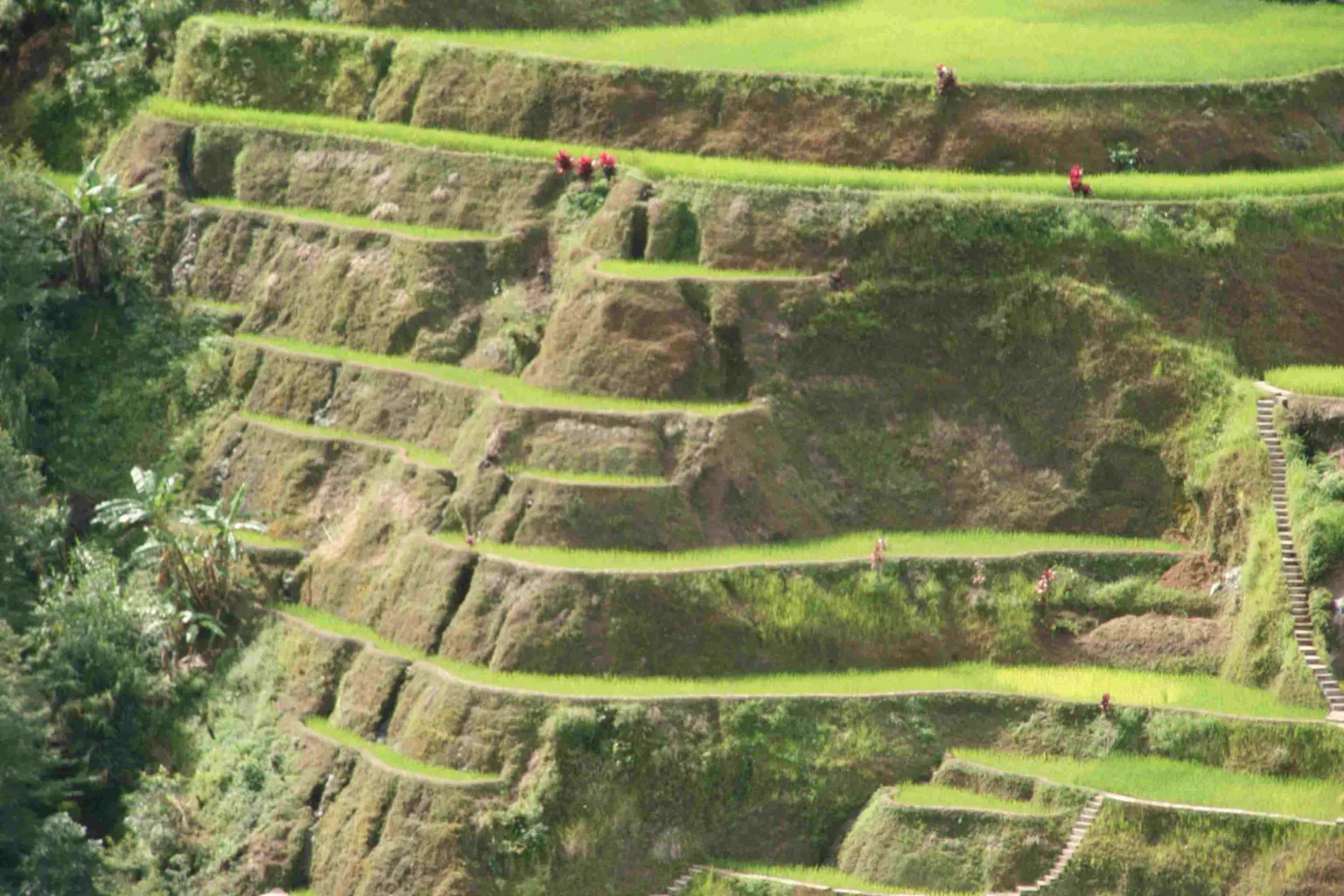 Banaue Rice Terraces 3