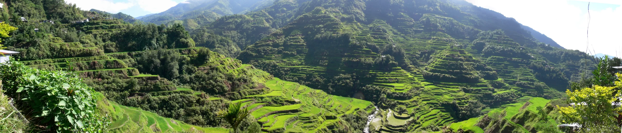 Banaue Rice Terraces 8