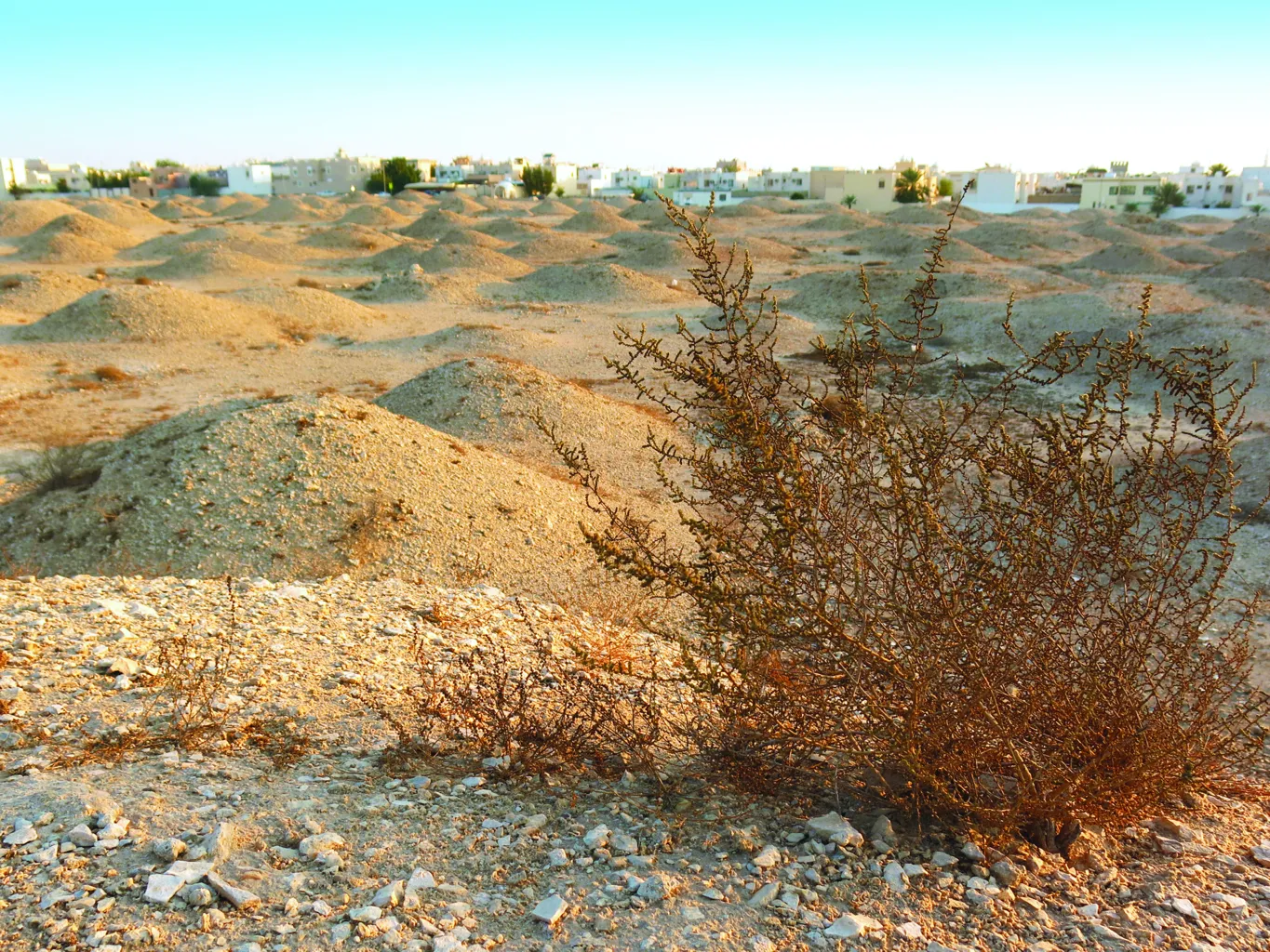 Dilmun Burial Mounds 3