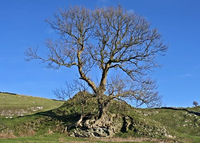 Archaeological Findings of Pilsbury Castle