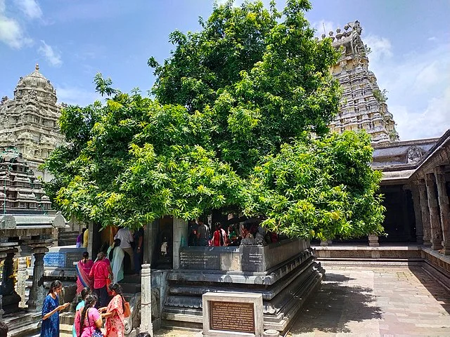 The Legend of the Mango Tree