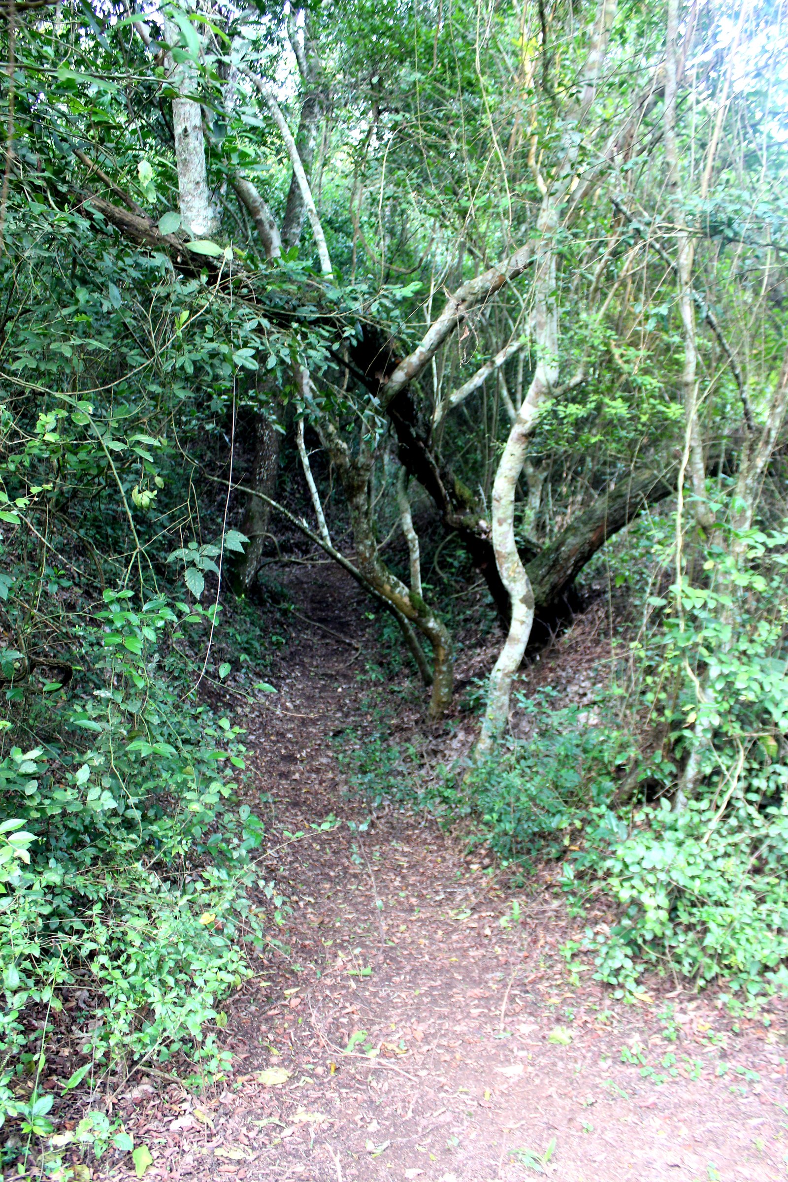 Deep earthwork trench cut into the ground at Bigo bya Mugenyi, Sembabule District, Uganda