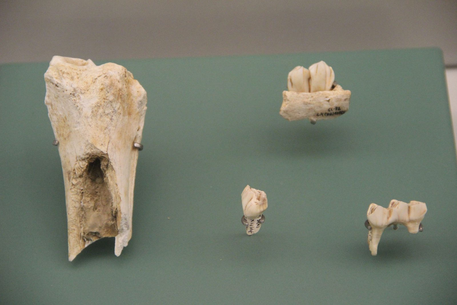 Reindeer bones excavated from Las Caldas cave, displayed in the Archaeological Museum of Asturias