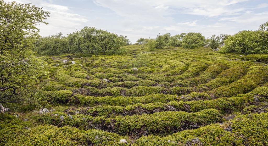 Stone labyrinths of Bolshoi Zayatsky Island 3